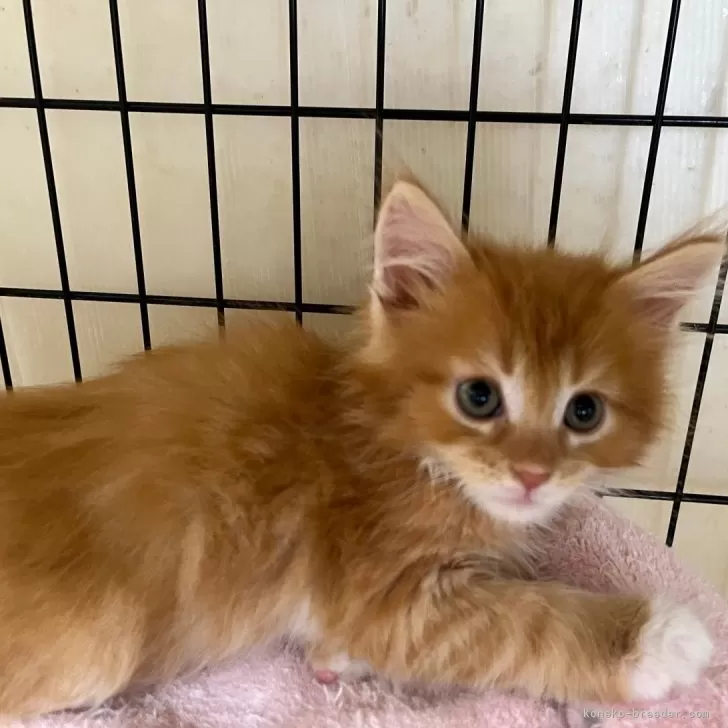 ID:2407-02899の子猫