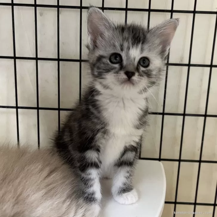 ID：2405-02819の子猫