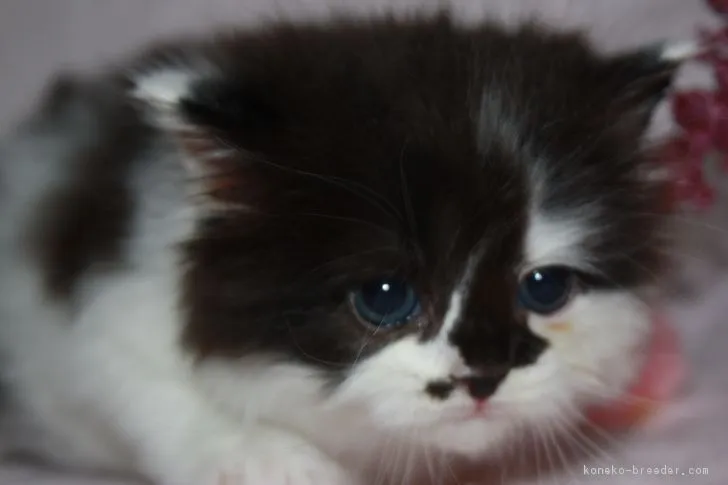 ID:1811-00031の子猫