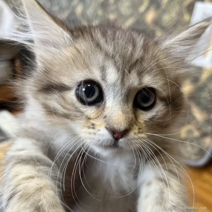 ID：2401-02618の子猫
