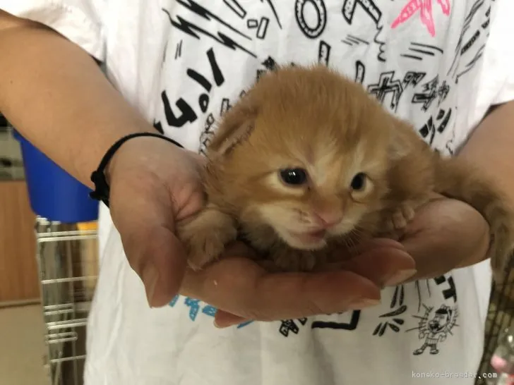 ID：2008-02060の子猫