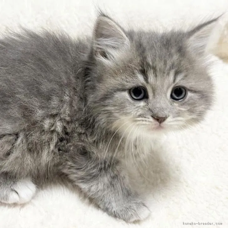 ID：2303-00553の子猫