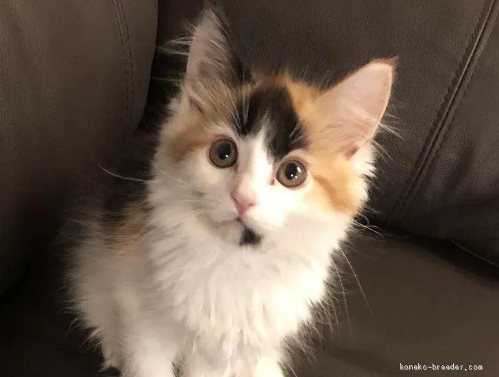 ID：1908-00891の子猫