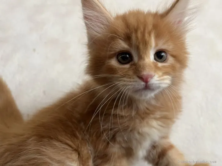 ID:2206-00730の子猫