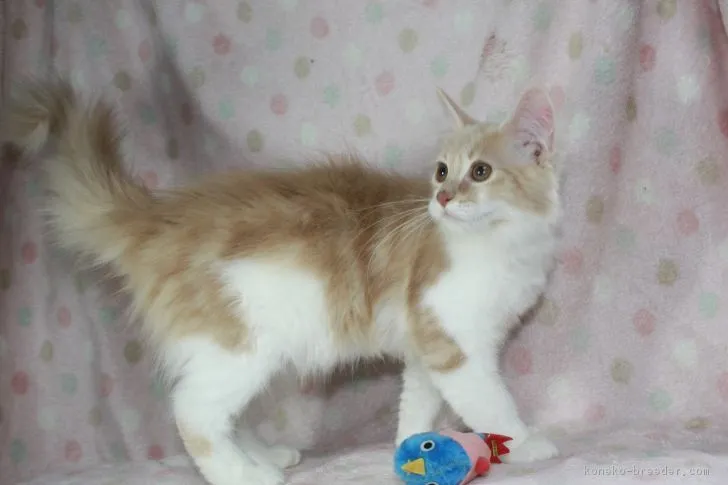 ID：1901-00449の子猫