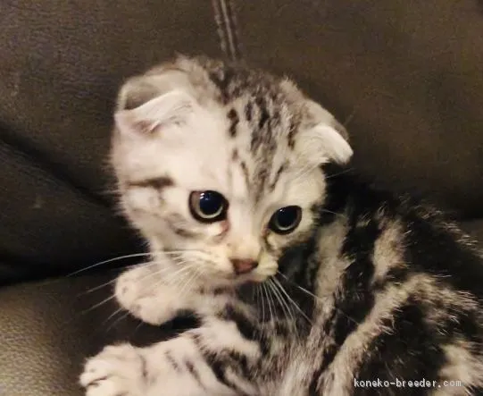 ID：2004-02238の子猫