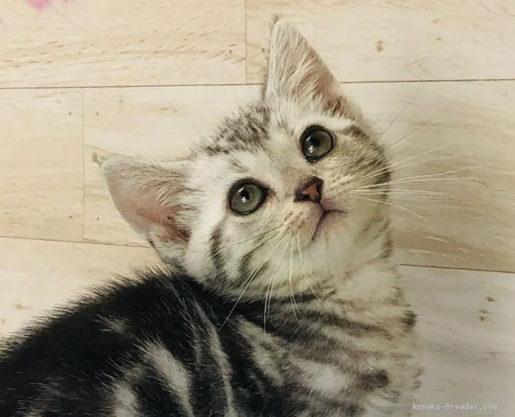 ヨシダ 様のお迎えした子猫