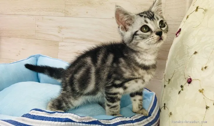 ID:2006-02018の子猫