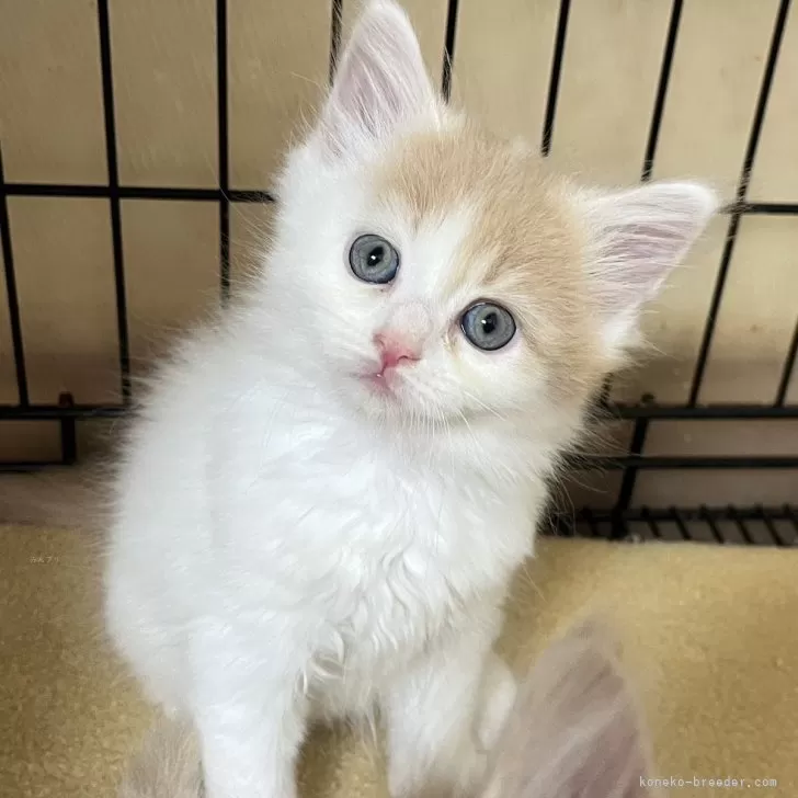 ID:2405-01534の子猫