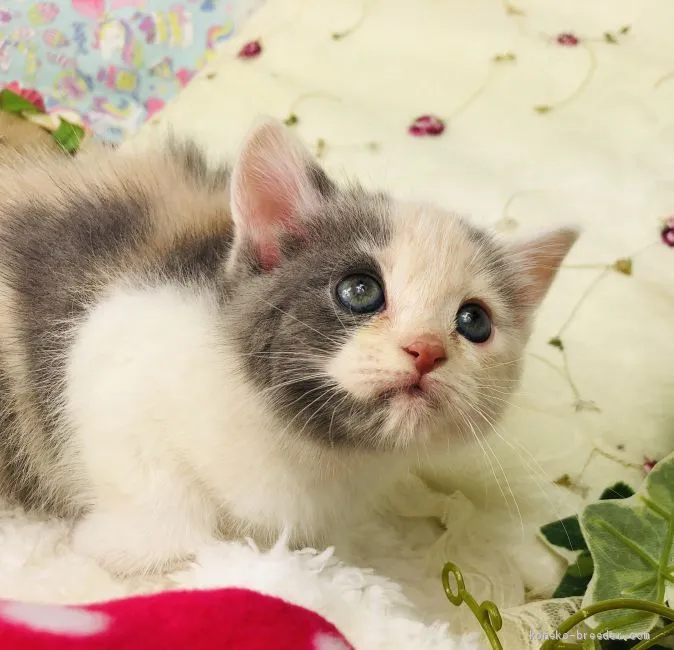 ID：2001-00123の子猫