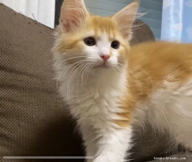 よう 様のお迎えした子猫