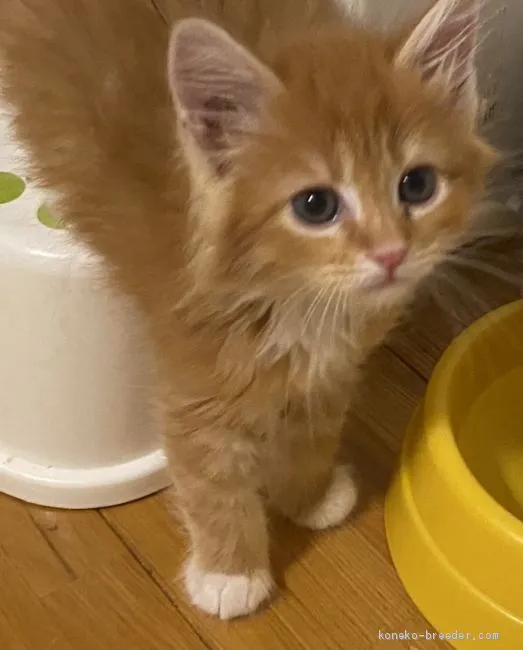 りえさん 様のお迎えした子猫