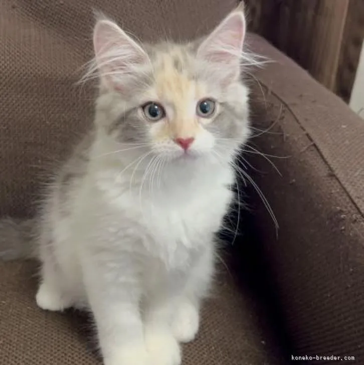 ID：2208-01128の子猫