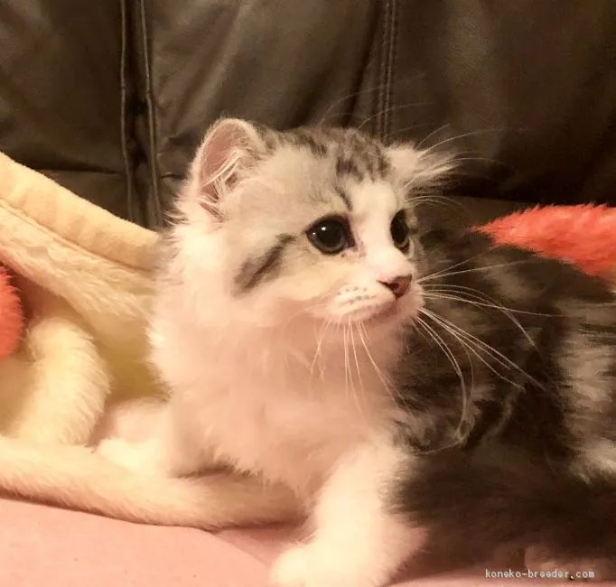 アキヤマ 様のお迎えした子猫