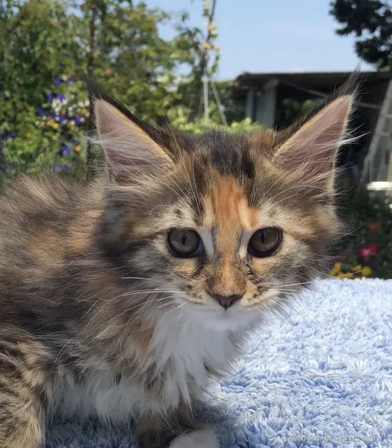 ID:1905-01650の子猫