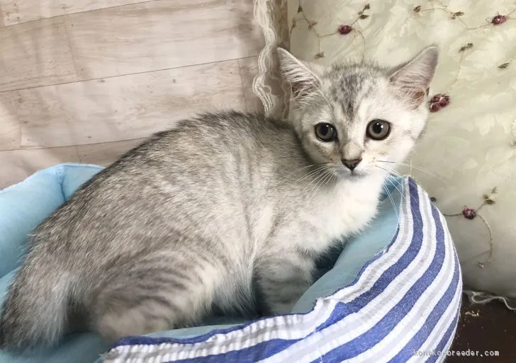 ID：2008-02202の子猫