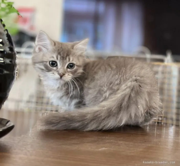 ID：2204-00474の子猫