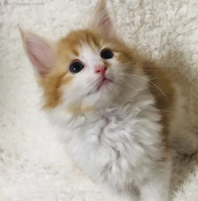 ID：2004-02233の子猫