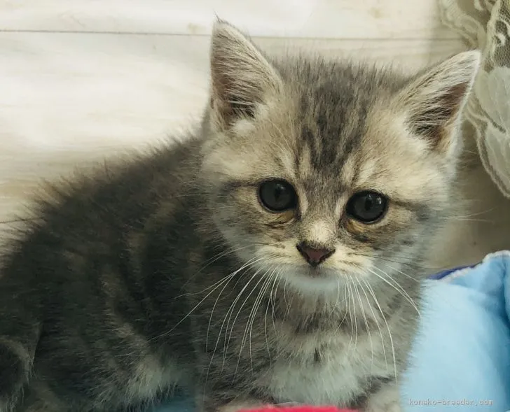 ID：2008-01425の子猫