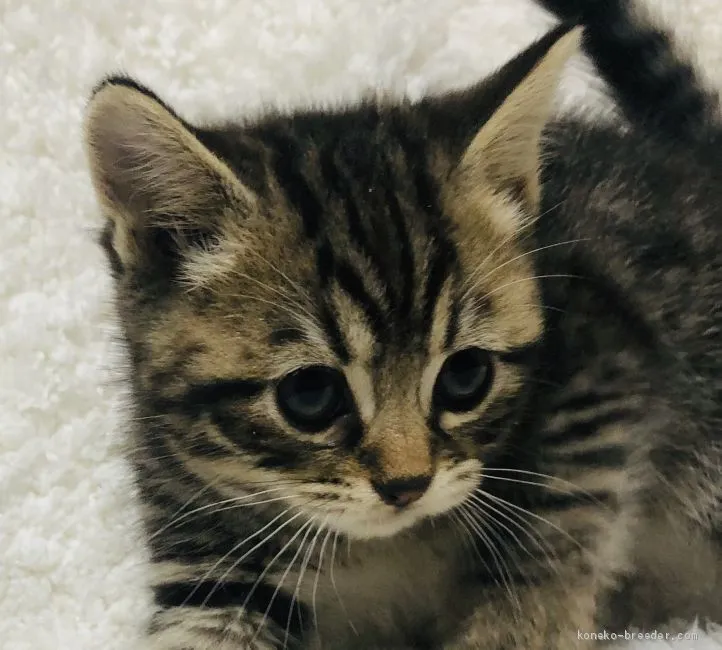 black 様のお迎えした子猫