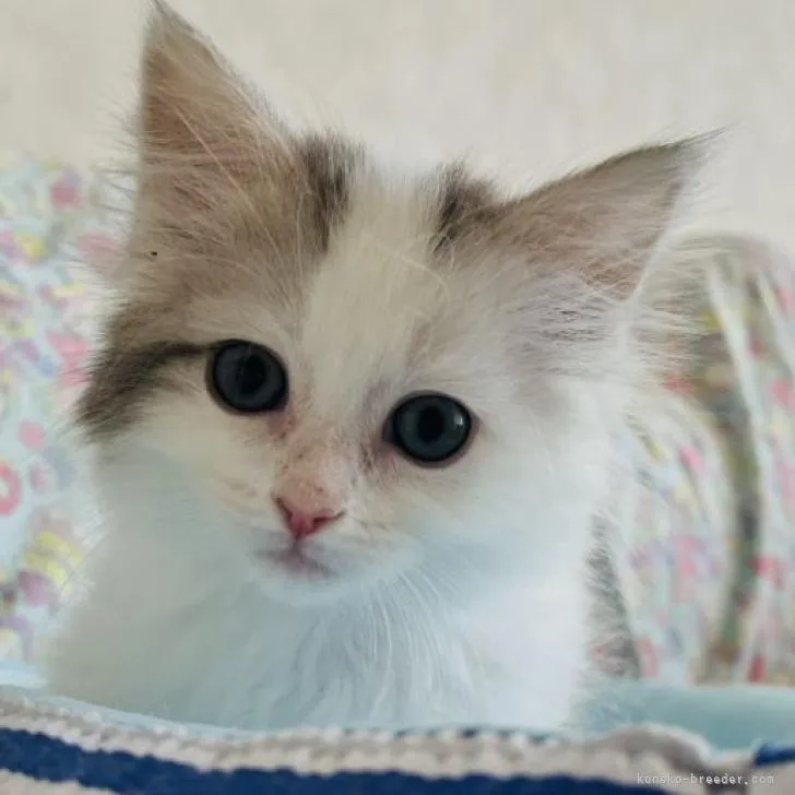 ID：2212-01092の子猫