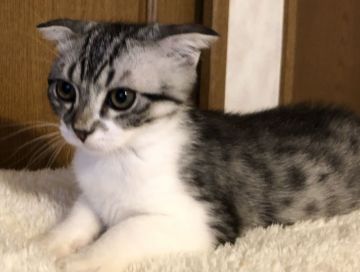 スコティッシュフォールド(折れ耳)【福岡県・男の子・2020年3月5日・シルバータビーホワイト（ショート）】の写真「お値下げ中！可愛い💕」