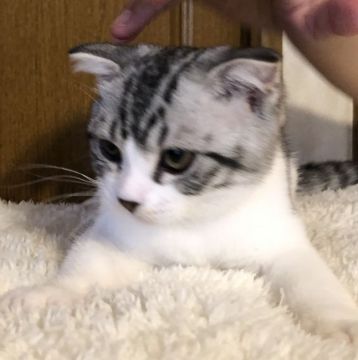 スコティッシュフォールド(折れ耳)【福岡県・男の子・2020年3月5日・シルバータビーホワイト（ショート）】の写真「お値下げ中！可愛い💕」