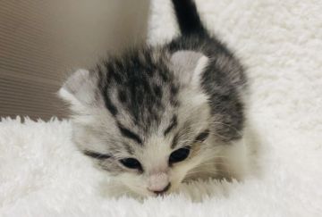 スコティッシュフォールド(折れ耳)【福岡県・男の子・2020年3月12日・シルバータビーホワイト】の写真「欠点ありの為お値引き価格💕」