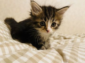 メインクーン【福岡県・男の子・2019年11月18日・ブラウンタビー&ホワイト（ロング）】の写真「両親遺伝子検査済」