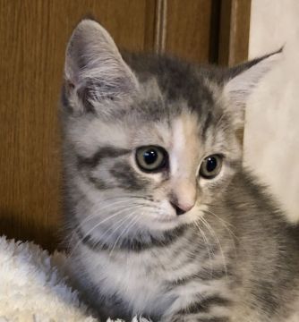 スコティッシュフォールド(立ち耳)【福岡県・女の子・2020年4月13日・ブルーパッチドタビー（ショート）】の写真「お値下げ中！可愛い💕」