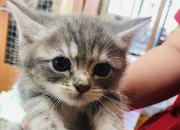 スコティッシュフォールド(立ち耳)【福岡県・女の子・2020年4月13日・ブルータビー（ショート）】の写真「可愛い💕」