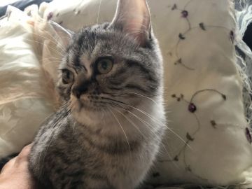 スコティッシュフォールド(立ち耳)【福岡県・男の子・2019年3月2日・シルバータビー（ショート）】の写真「大幅お値引き中💕」