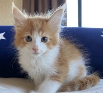 メインクーン【福岡県・男の子・2021年9月13日・レッドタビーホワイト】の写真「ふわふわごろごろ💕」