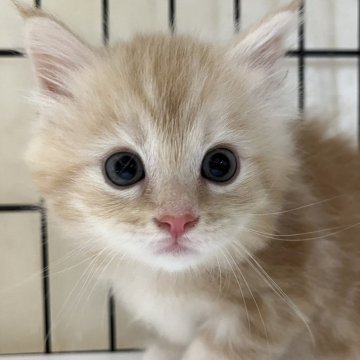 サイベリアン【福岡県・男の子・2024年8月24日・クリームタビー（ロング）】の写真「ふわふわ可愛い男の子💕」
