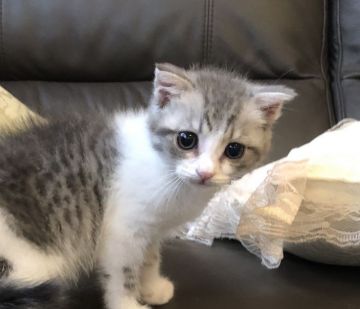 スコティッシュフォールド(折れ耳)【福岡県・女の子・2019年6月25日・ブルーホワイト（中毛）】の写真「値下げ中💕」