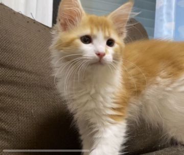 メインクーン【福岡県・女の子・2020年3月7日・レッドタビー&ホワイト】の写真「優しい子です💕」