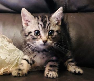 スコティッシュフォールド(立ち耳)【福岡県・男の子・2020年2月23日・シルバータビー】の写真「甘えん坊💕」