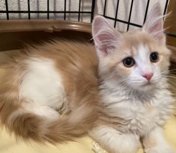 メインクーン【福岡県・女の子・2020年3月7日・クリームタビー&ホワイト】の写真「優しい子です💕」