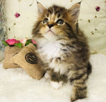 メインクーン【福岡県・男の子・2019年10月22日・ブラウンタビー&ホワイト（ロング）】の写真「ふわふわイケメンボーイ」