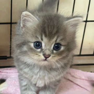 ラムキン【福岡県・男の子・2024年5月21日・ブルータビー（ストレート）】の写真「おっとり可愛い」