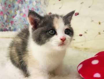 スコティッシュフォールド(立ち耳)【福岡県・女の子・2019年11月21日・ダイリュートキャリコ（ショート）】の写真「優しい色です💕遺伝子検査両親クリア」