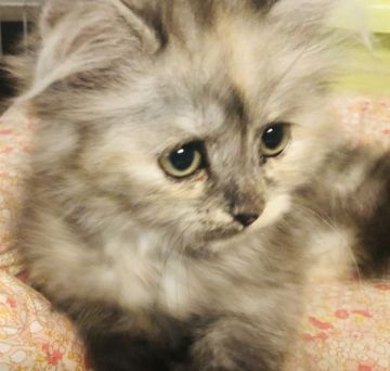 スコティッシュフォールド(立ち耳)【福岡県・女の子・2020年2月14日・スモーク（ロング）】の写真「お値下げ中❗️ふわふわ可愛い💕」