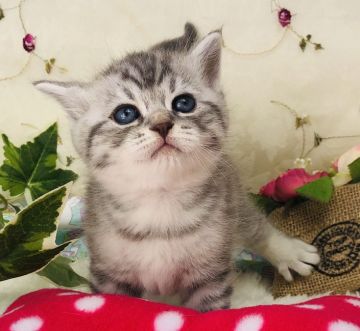 スコティッシュフォールド(立ち耳)【福岡県・男の子・2019年11月12日・シルバータビー（ショート）】の写真「コロコロ可愛いです💕」