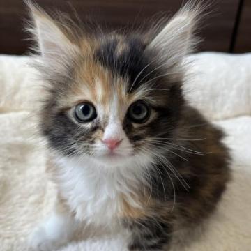 メインクーン【福岡県・女の子・2022年12月1日・ブラウンパッチドタビーホワイト（ロング）】の写真「キュート💕」