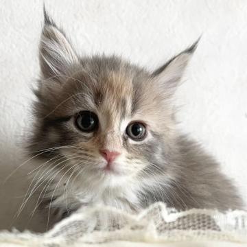 メインクーン【福岡県・女の子・2022年10月9日・ブルーパッチドタビーホワイト（ロング）】の写真「キュート💕」