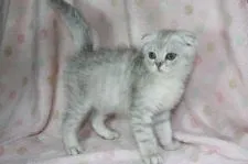 スコティッシュフォールド(折れ耳)【福岡県・男の子・2018年11月6日・シルバータビー】の写真1