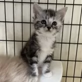 メインクーン  スコ【福岡県・女の子・2024年4月17日・シルバーパッチドタビー】の写真1