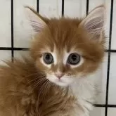 メインクーン【福岡県・女の子・2024年6月4日・レッドタビー&ホワイト】の写真1