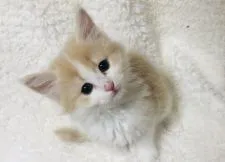 メインクーン【福岡県・女の子・2020年3月7日・クリームタビー】の写真1「4／27撮影」