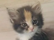 メインクーン【福岡県・女の子・2020年5月22日・ブルーパッチドタビーホワイト】の写真1「7／7撮影」